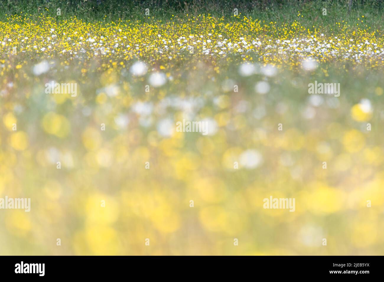 Champ de fleurs sauvages abstrait avec premier plan hors foyer - butterbutterbups et des pâquerettes de boeuf-oeil Banque D'Images