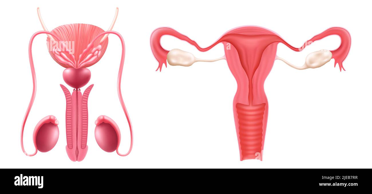 Ensemble réaliste de système reproducteur humain mâle et femelle. Isolé sur fond blanc. Illustration réaliste à 3D vecteurs Illustration de Vecteur