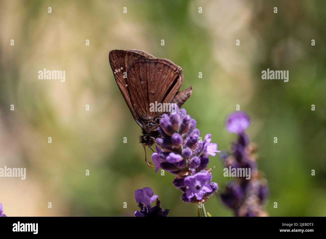 Une espèce de papillons de Duskywing ou d'Erynnis se nourrissant de fleurs de lavande dans une cour de Payson, Arizona. Banque D'Images