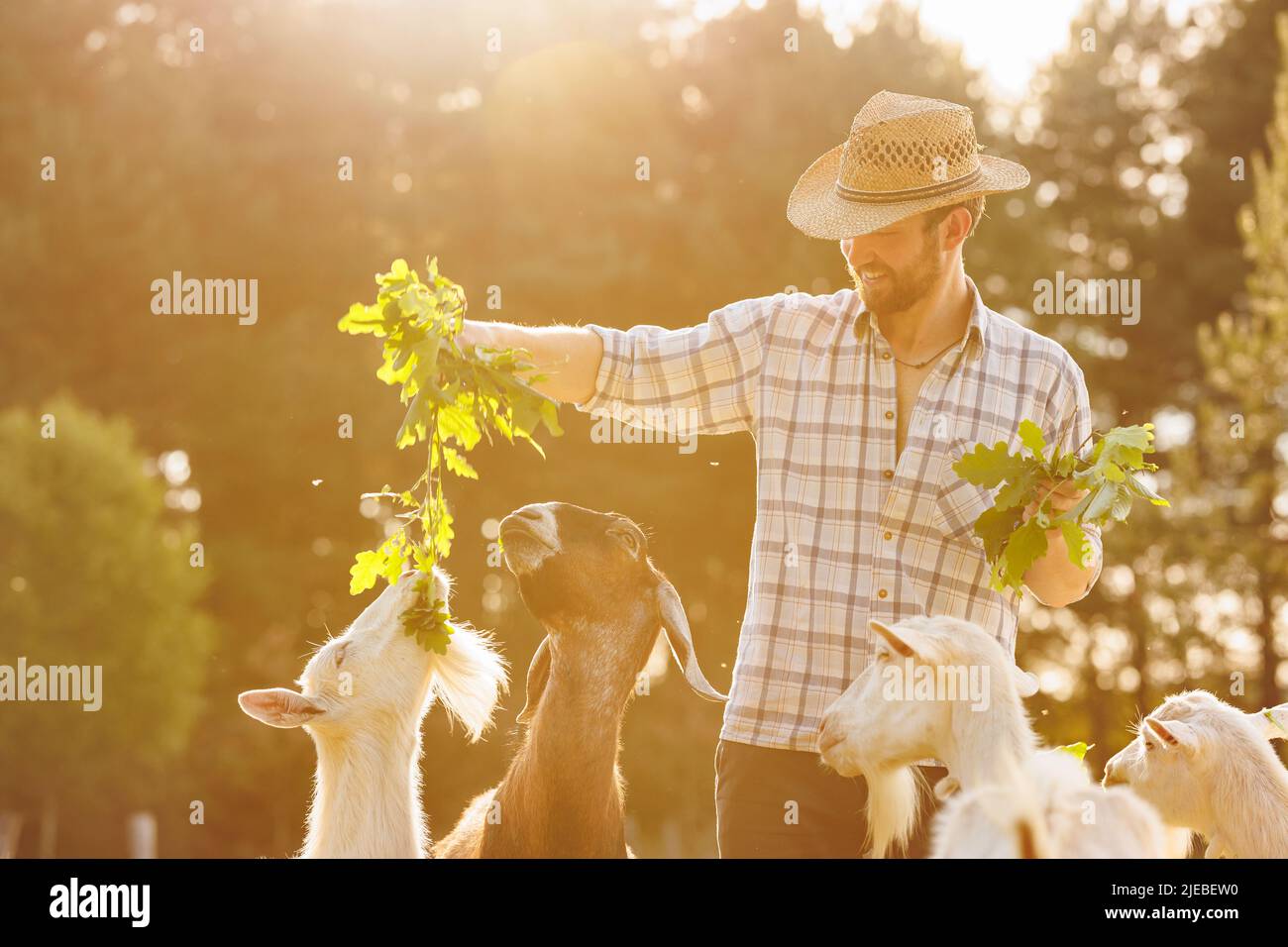 Un fermier mâle nourrissant des chèvres avec de l'herbe verte fraîche sur un pâturage écologique sur un pré. Élevage pour la production industrielle de lait de chèvre Banque D'Images