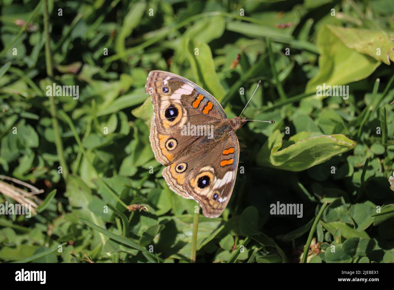 Coenia de Buckeye ou de Junonia se reposant sur le sol au parc Green Valey à Payson, en Arizona. Banque D'Images