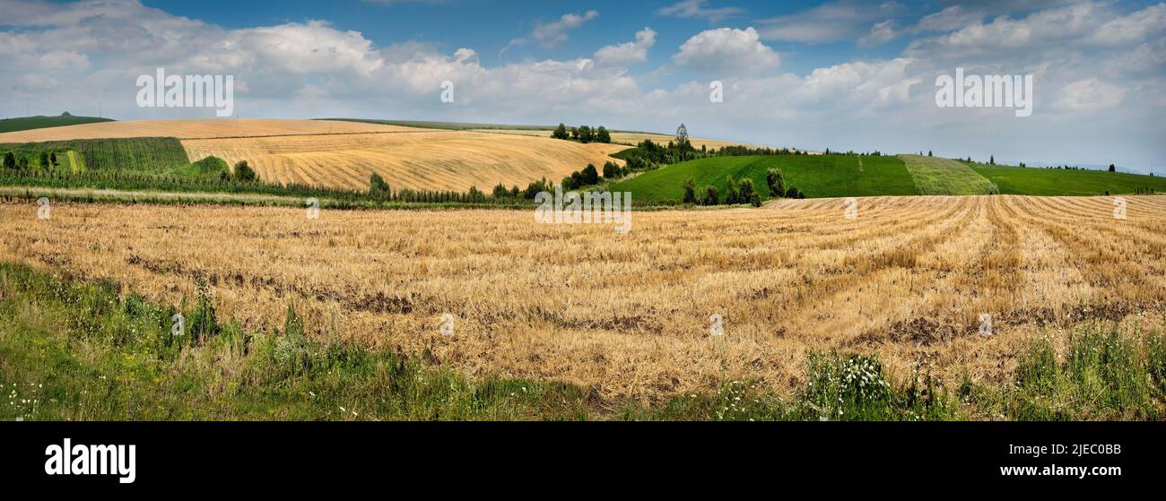 Vue panoramique des champs de blé, chaume de paille au premier plan, collines, soja vert, sur un fond de ciel bleu avec des nuages. Le concept d'agricu Banque D'Images