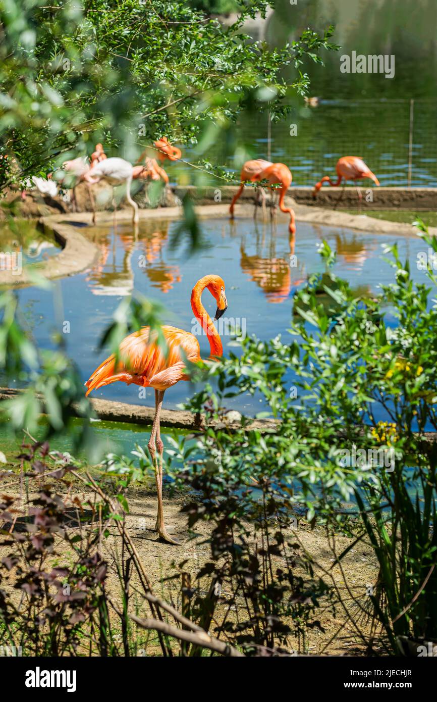 Troupeau de flamants roses dans l'étang de la zone de conservation Banque D'Images