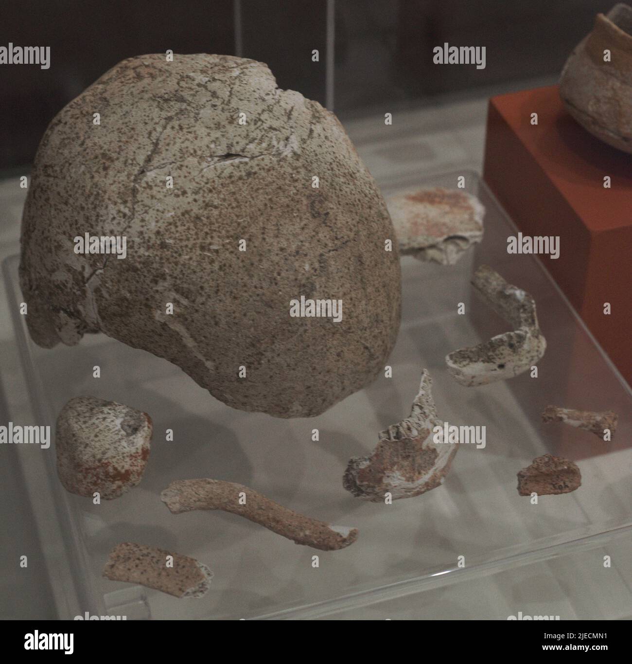 Vestiges funéraires d'un tombeau préhistorique trouvé à Xaghara (Gozo, Malte) en 1926. Os humains daubed avec de l'ocre rouge (4100-2500 BC). Musée d'archéologie de Gozo. Cittadela de Victoria à Gozo. Malte. Banque D'Images