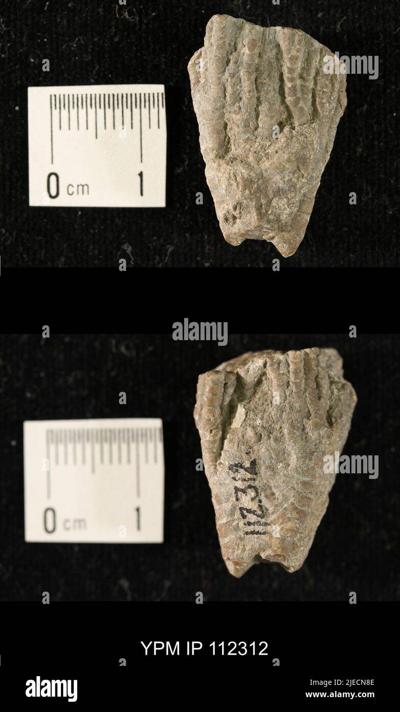 Iocrinus subcrassus (Meek & Worthen, 1865). Banque D'Images