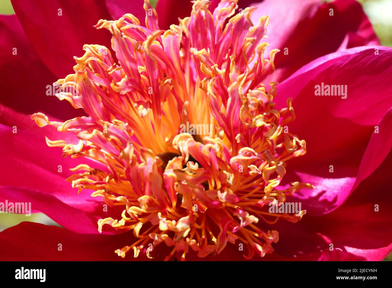 Peony 'Cuckoo's Nest'. Gros plan des étamines vives rouge, rose et jaune. Magnifique. Banque D'Images