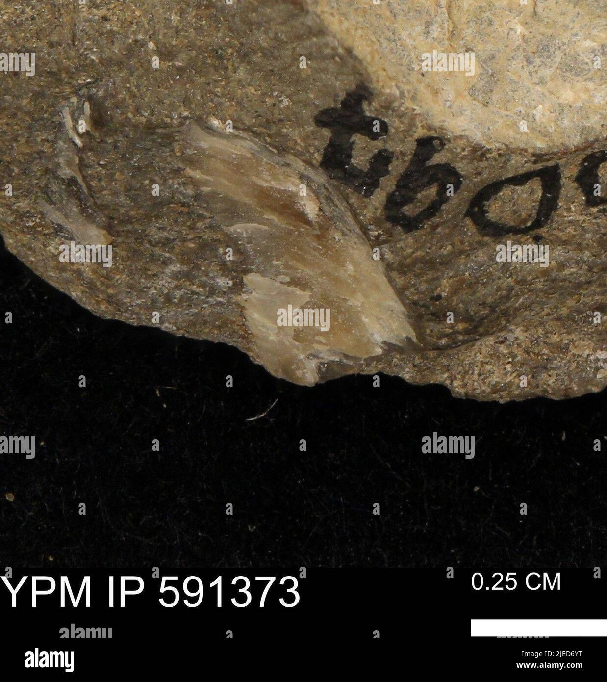 Mollusques. Banque D'Images