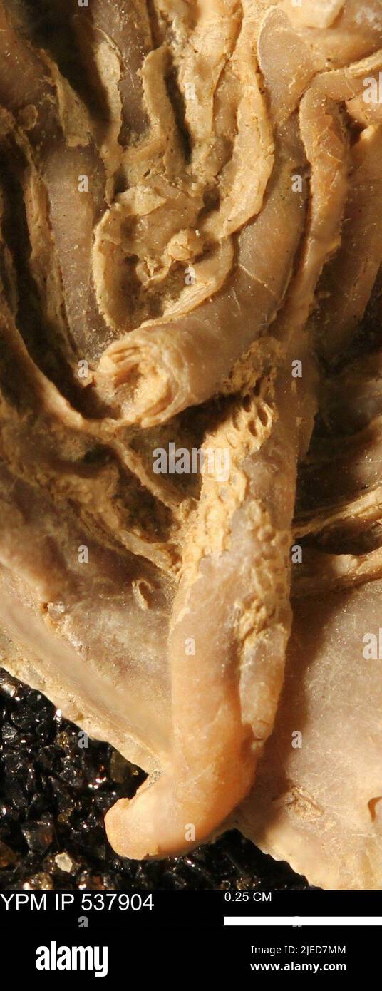 Glomerula sp. Banque D'Images