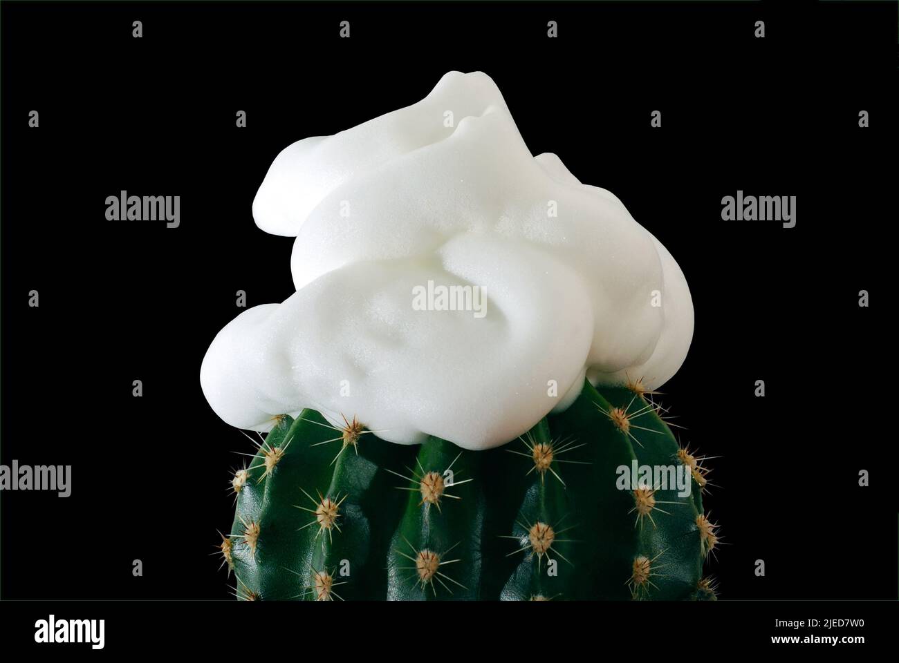Concept abstrait de rasage avec mousse à raser et cactus, sur fond noir Banque D'Images