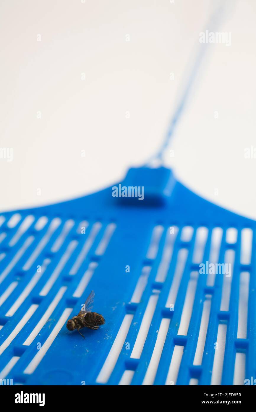 Gros plan de Musca domestica mort - la mouche de la maison commune sur une mouche bleue se balance sur un fond blanc. Banque D'Images