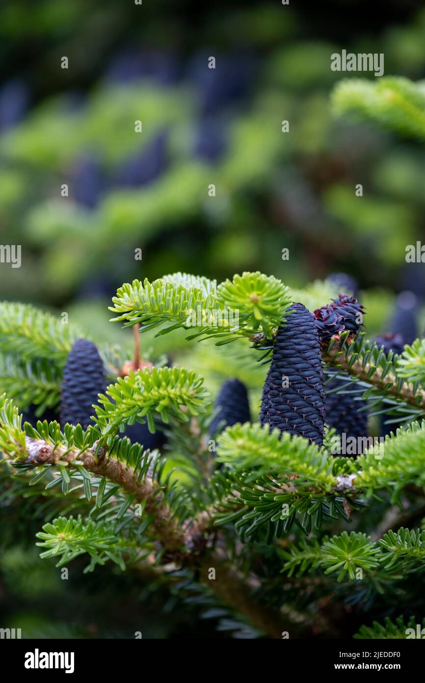 Abies Koreana, Fir coréen du cône bleu. Photographié dans le jardin du château de Dunvegan, île de Skye, Écosse, Royaume-Uni Banque D'Images