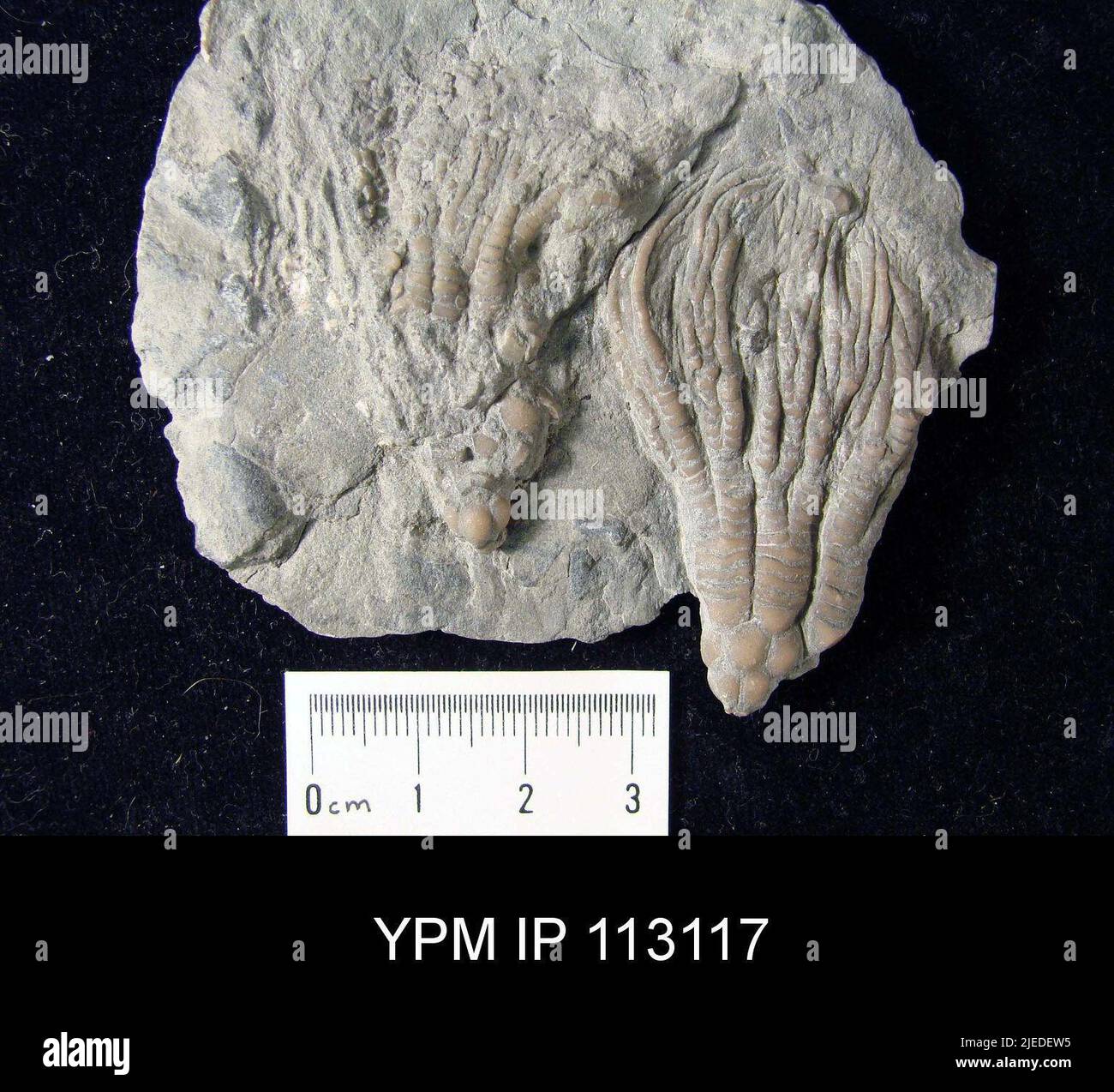 Dendrocrinus polydactylus. Banque D'Images