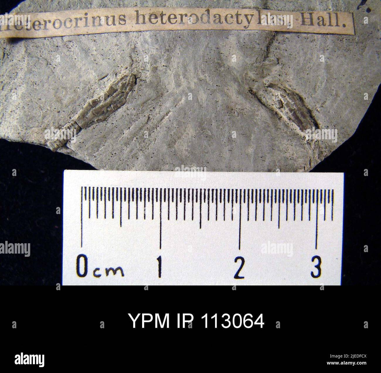 Heterocrinus heterodactylus. Éléments anatomiques=calice Banque D'Images