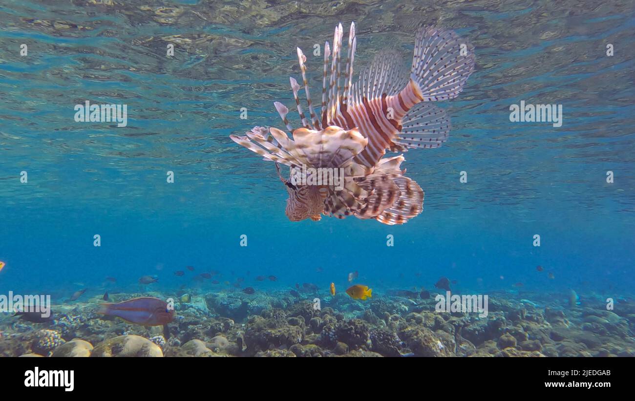 Mer Rouge, Égypte. 26th juin 2022. Les Lionfish communs ou les Lionfishs rouges (Pterois volitans) nagent près du récif de corail. Red Sea, Egypte (Credit image: © Andrey Nekrasov/ZUMA Press Wire) Banque D'Images