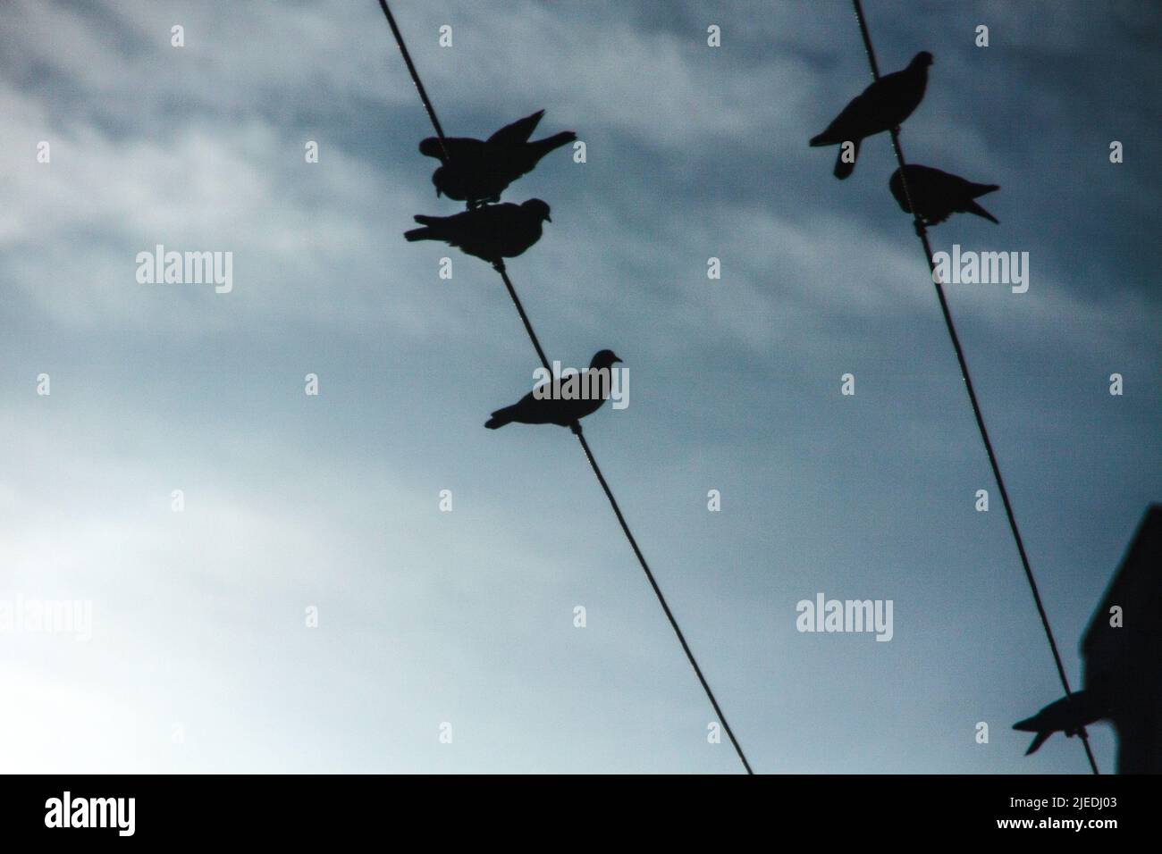 Pigeons sur les lignes électriques à Rio de Janeiro. Banque D'Images