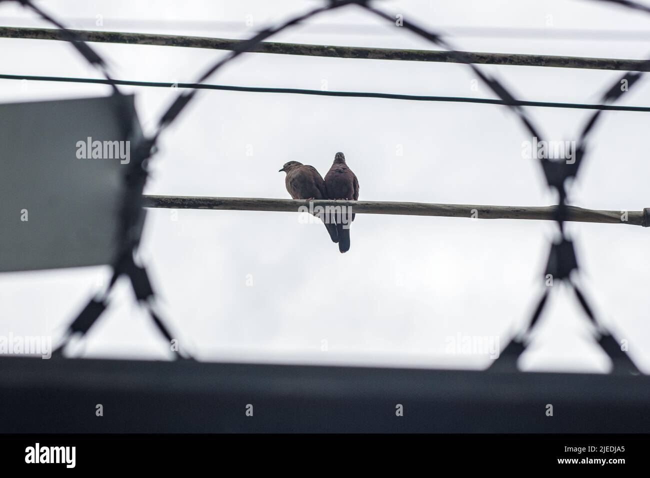 Couple d'oiseaux connus sous le nom de rolinha, dans un câblé à Rio de Janeiro Brésil. Banque D'Images