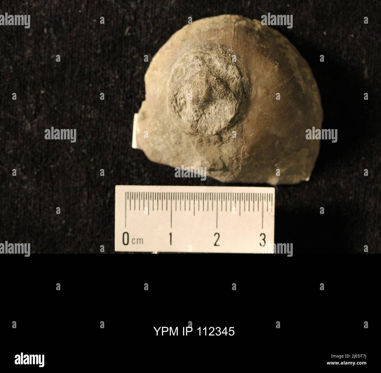 Isorophus cincincinnatiensis (Roemer, 1851). Banque D'Images