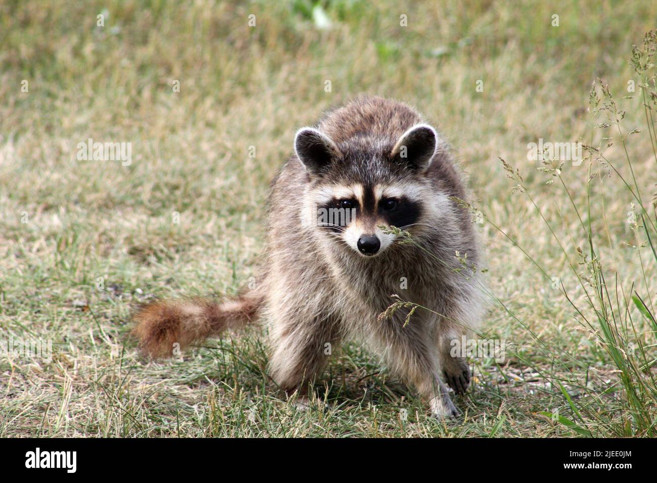 Une jeune mère Raccoon manger sous le mangeoire à oiseaux Banque D'Images