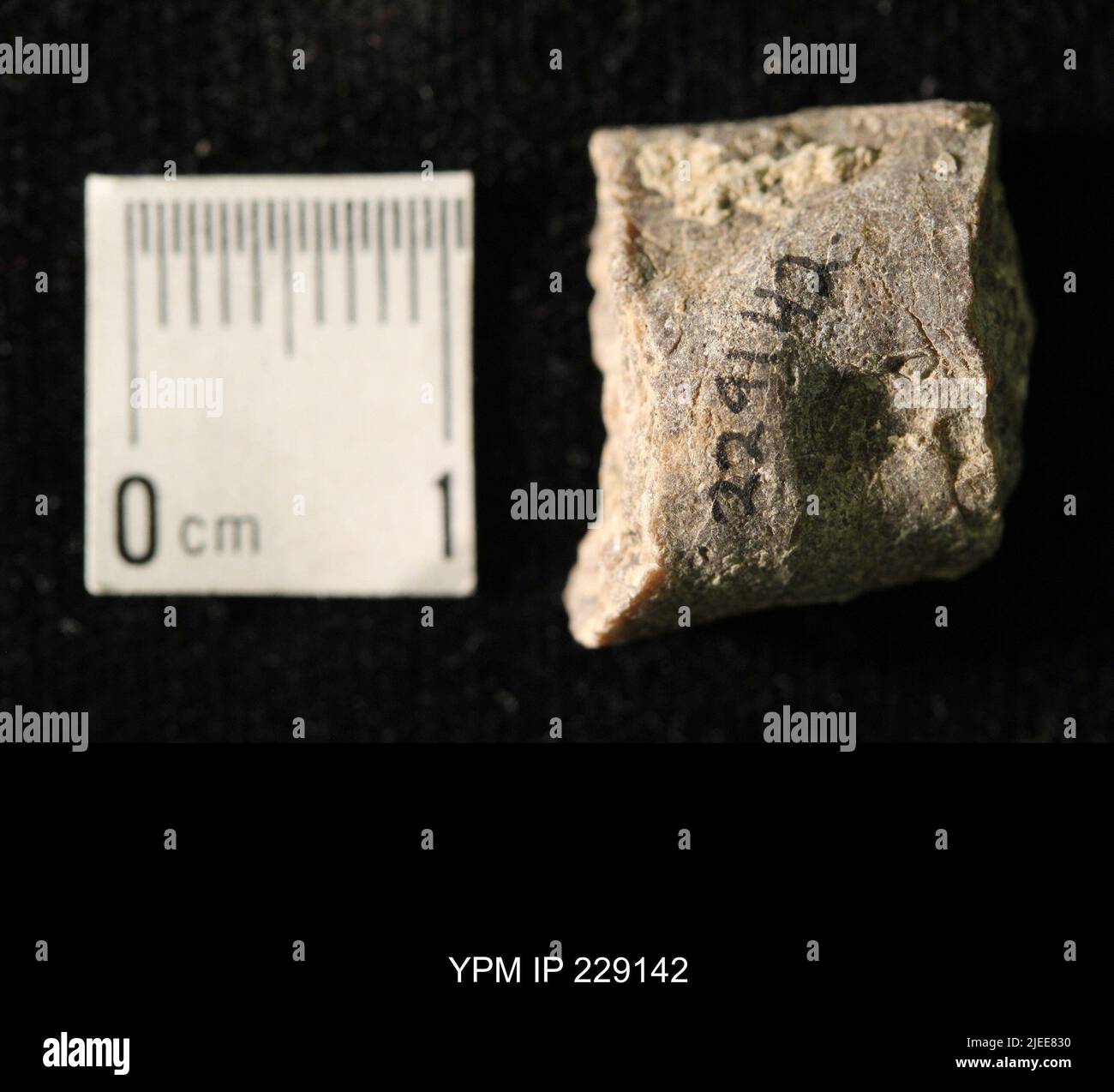 Pseudorthoceras knoxense (McChesney). Banque D'Images