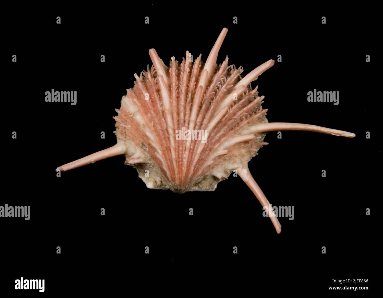 Spondylus regius Linnaeus, 1758. Banque D'Images