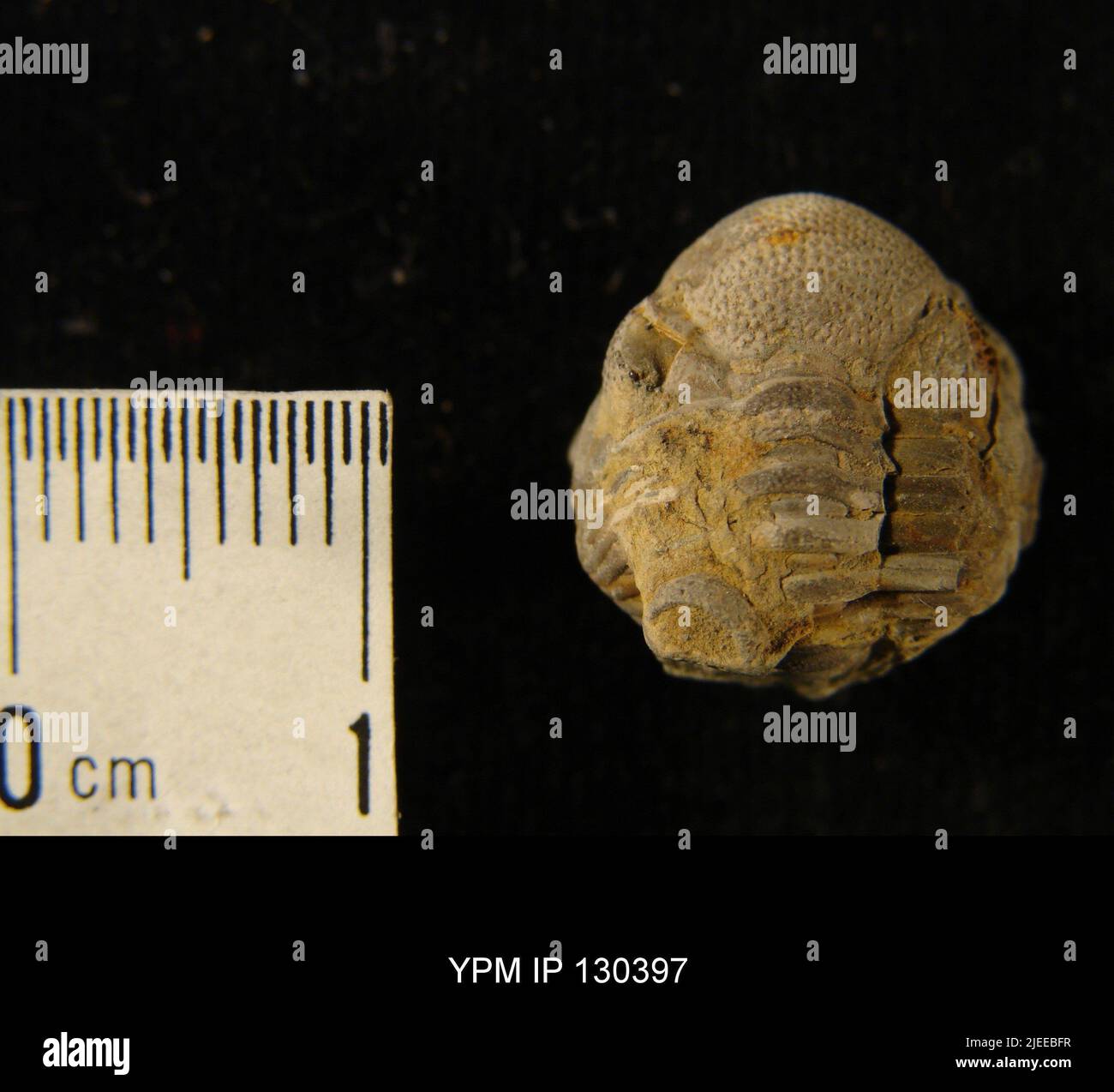 Trilobite fossil phacops Banque de photographies et d’images à haute ...