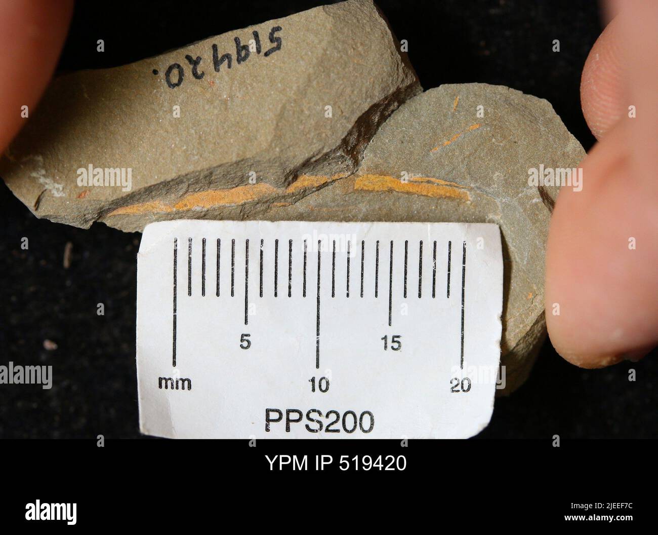 Sphénothallus sp. Banque D'Images