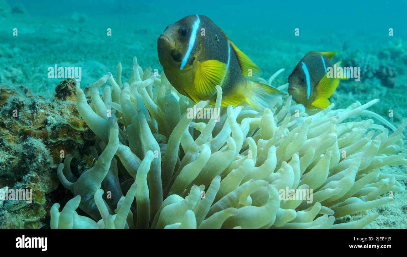 Mer Rouge, Égypte. 26th juin 2022. Couplez le poisson clownfish avec le bébé et l'école de poisson de Damsel naque sur Anemone. Poissons de mer Rouge (Amphiprion bicinctus) et Domino Damsel (Dascyllus trimaculatus).Mer Rouge, egypte (Credit image: © Andrey Nekrasov/ZUMA Press Wire) Banque D'Images