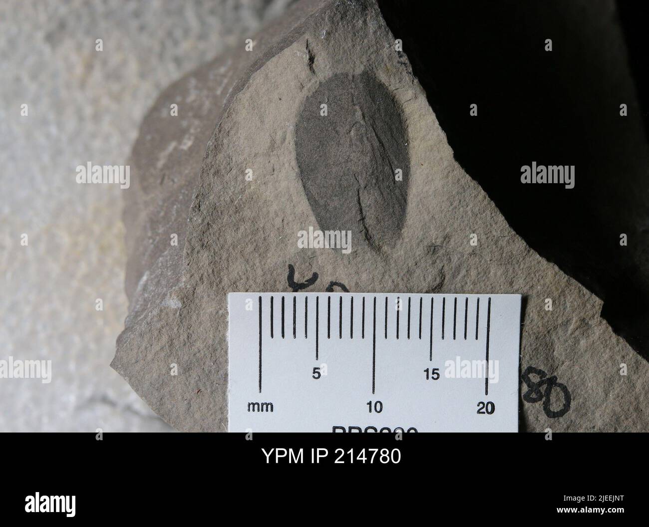 Pterygotus (Acutiramus) macrophthalmus (Hall). Banque D'Images