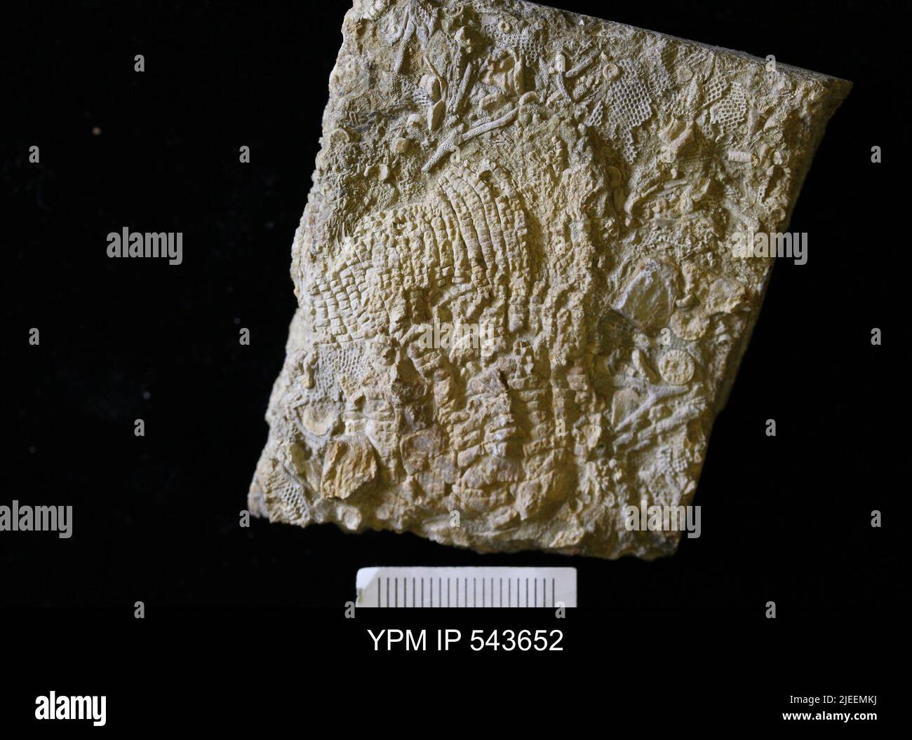 Zeacrinites sp. Banque D'Images