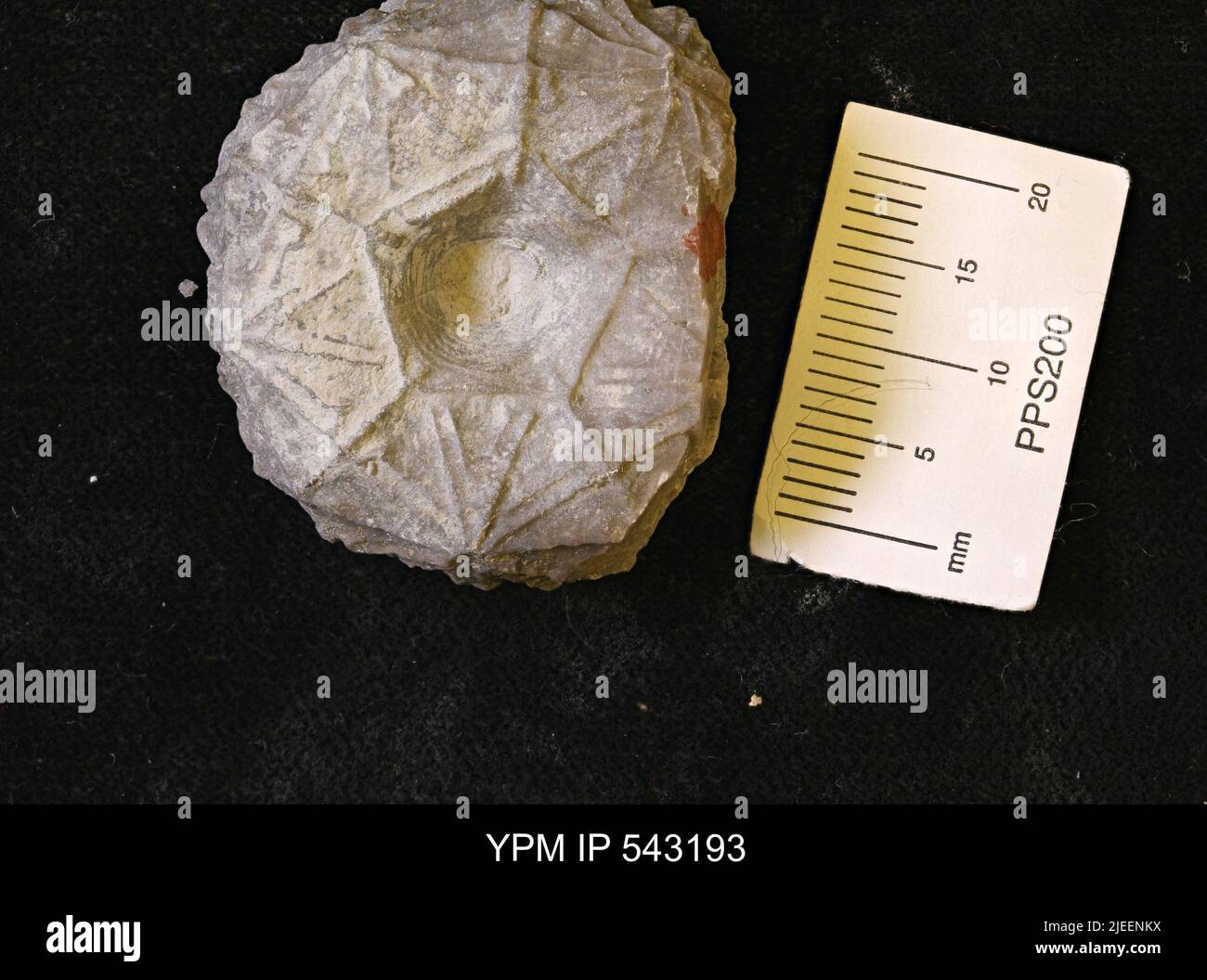 Dolatocrinus sp. Banque D'Images