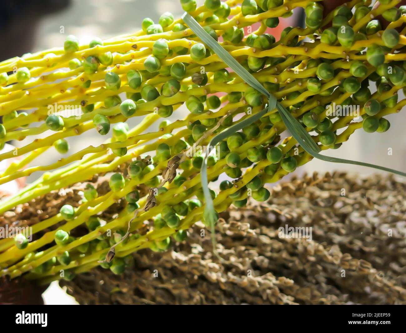 Pollinisation de la paume de la date Banque D'Images