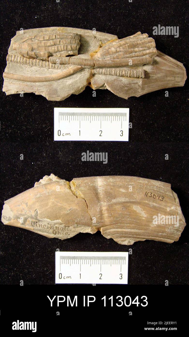 Ectenocrinus grandis (Meek). Banque D'Images