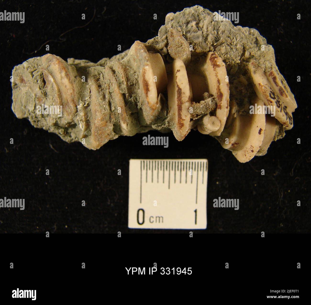 Pycnocrinus sp. Banque D'Images