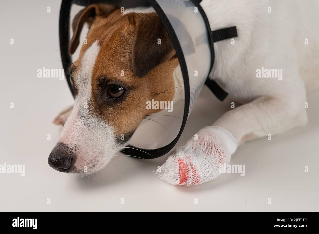 Chien Jack Russell Terrier avec patte à bandage dans un col conique. Banque D'Images