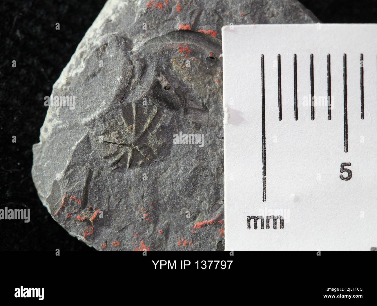 Eocystites primevus. Banque D'Images