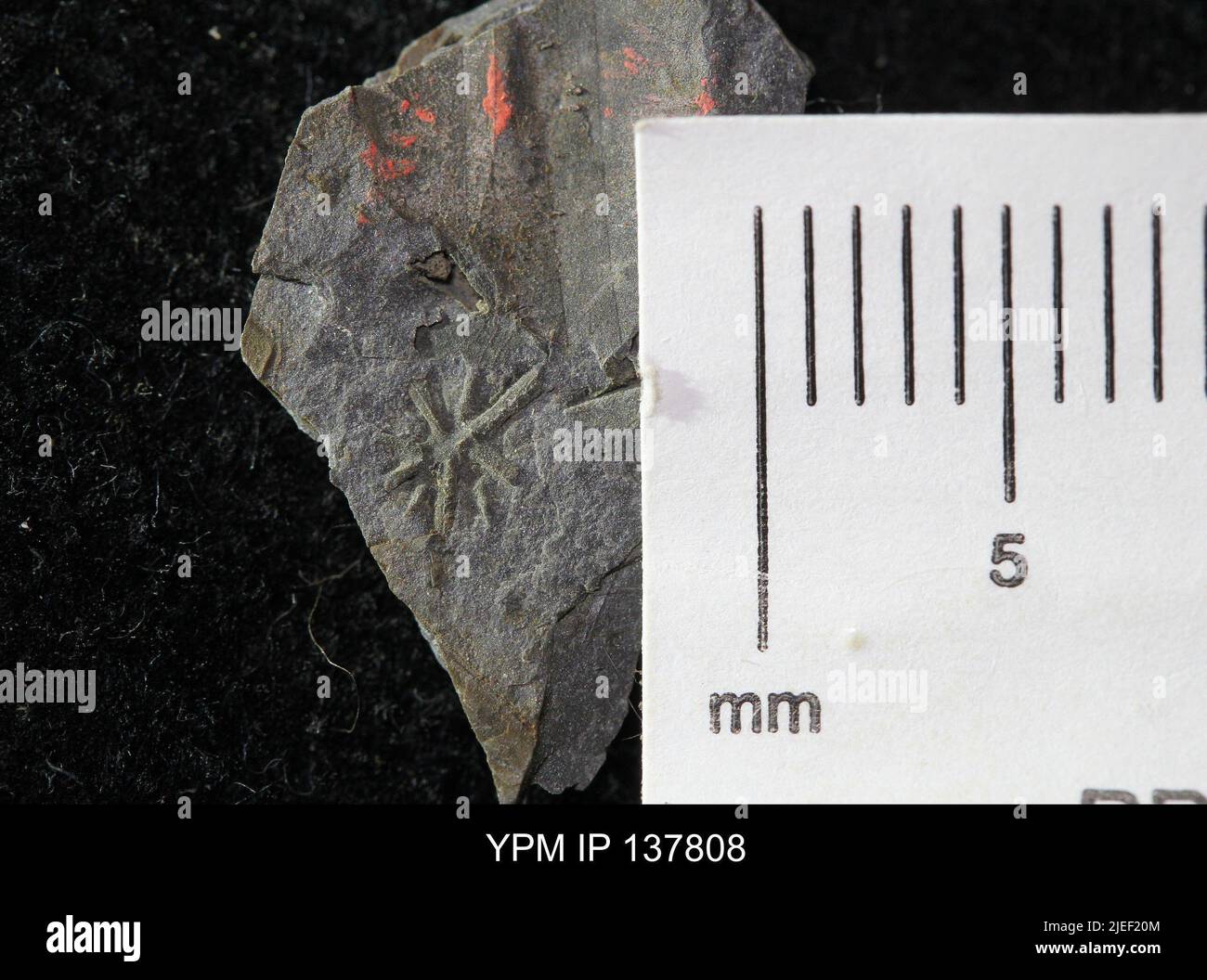Eocystites primevus. Banque D'Images