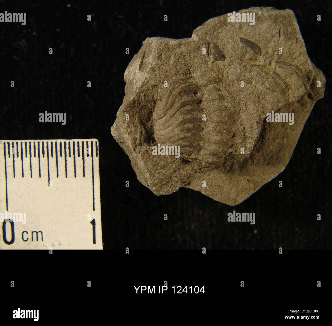 Trilobite fossil phacops Banque de photographies et d’images à haute ...