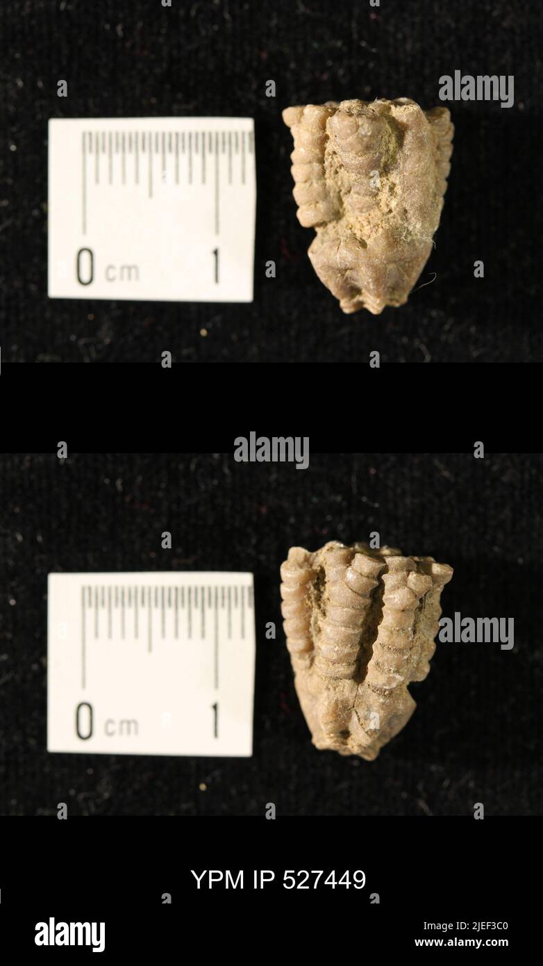 Iocrinus subcrassus (Meek & Worthen, 1865). Banque D'Images