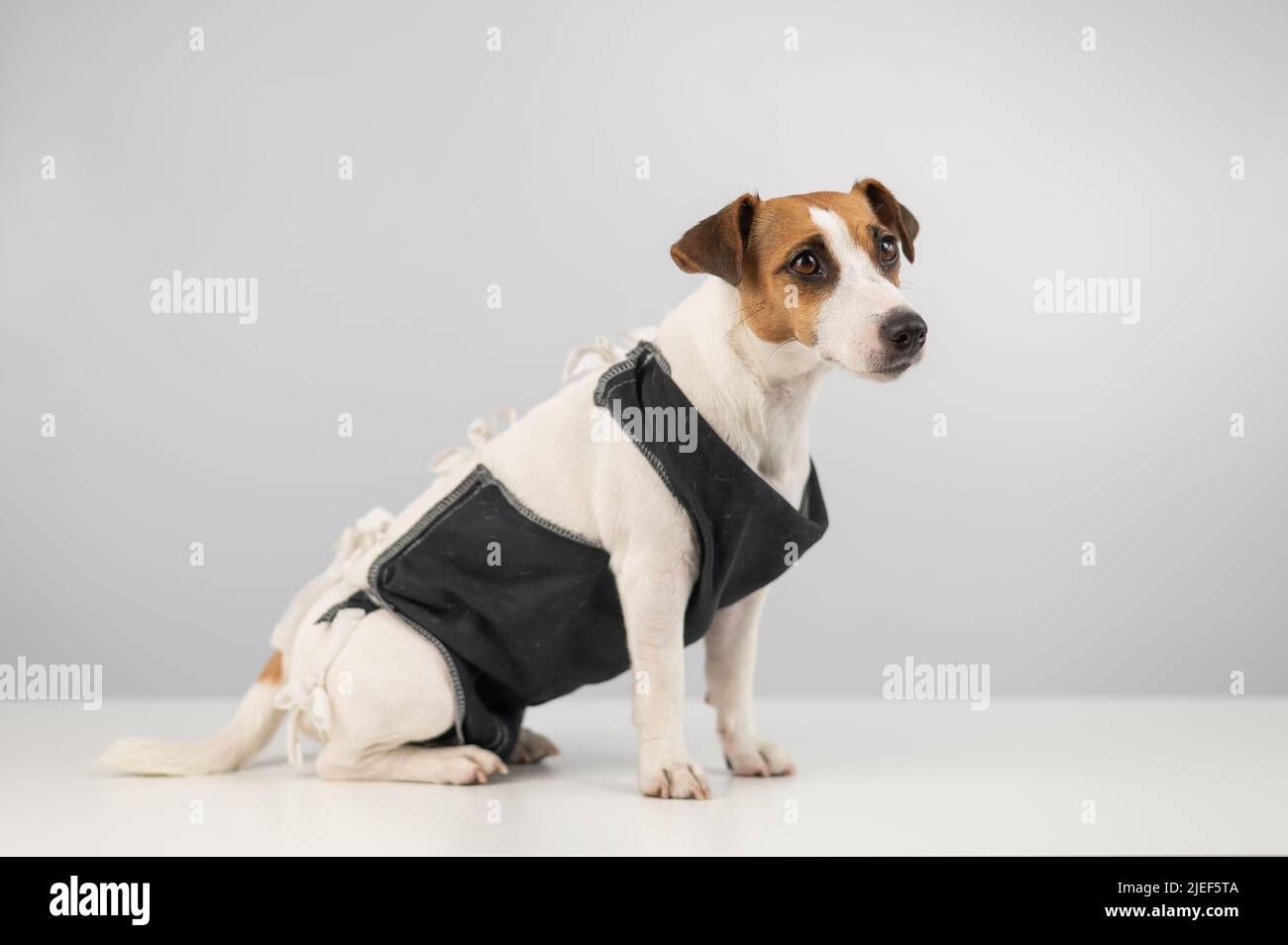 Chien stérilisation Banque de photographies et d’images à haute résolution Alamy