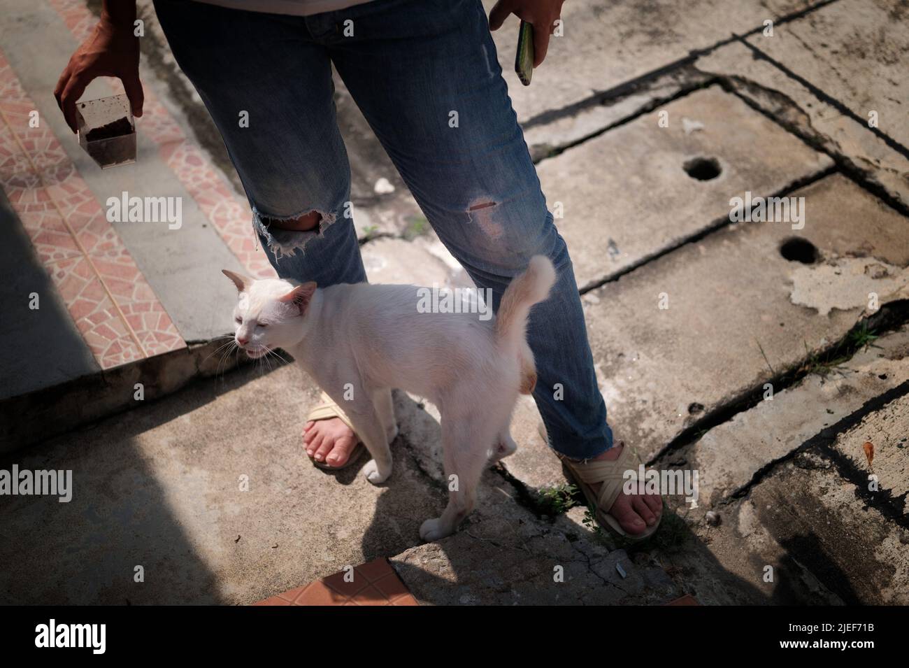 Cat souhaite la bienvenue à son propriétaire (jeune femme) à la maison. Banque D'Images