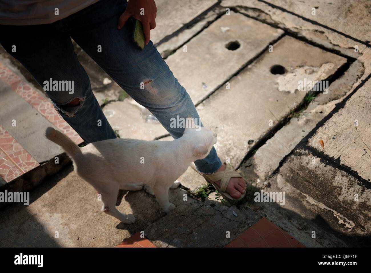 Cat souhaite la bienvenue à son propriétaire (jeune femme) à la maison. Banque D'Images