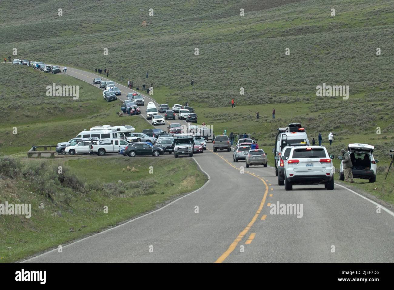 Les touristes obstruent l'autoroute de la vallée de Lamar et créent une « confiture d'ours grizzly » à Yellowstone NP, WY, États-Unis, avant la fermeture, 5/22 Banque D'Images