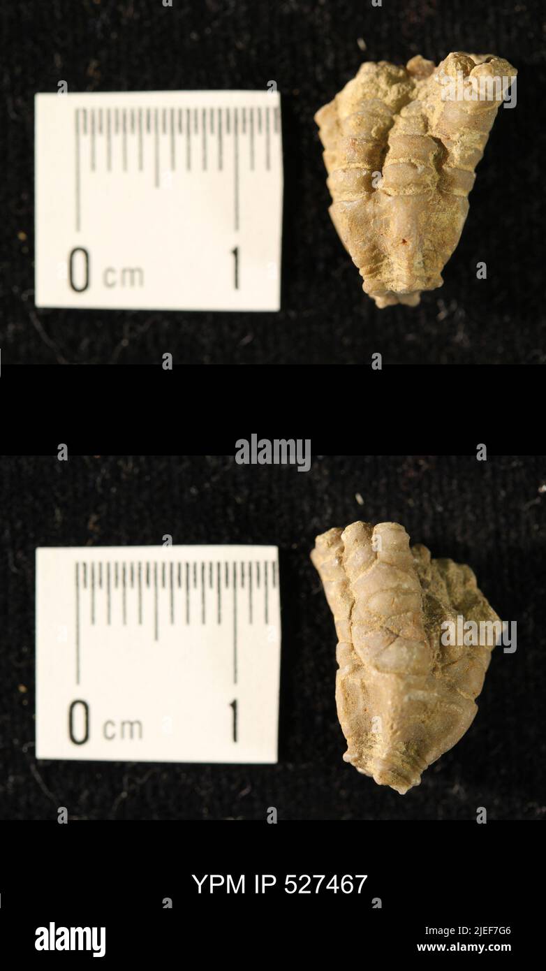 Iocrinus subcrassus (Meek & Worthen, 1865). Banque D'Images