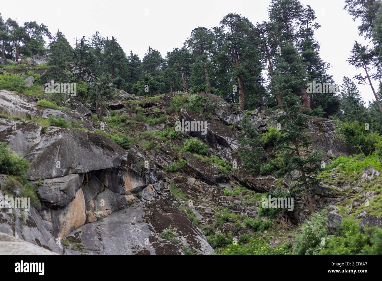 Forêt de Deodar dans la vallée de Kumrat, au Pakistan Banque D'Images