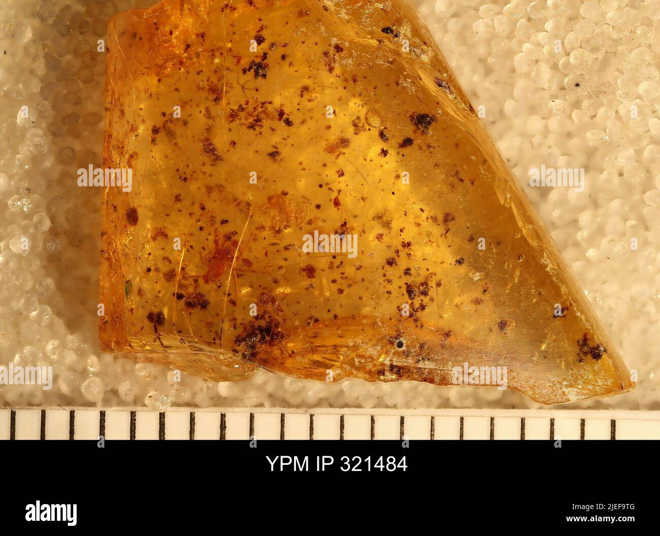 Aleyrodidae. Banque D'Images