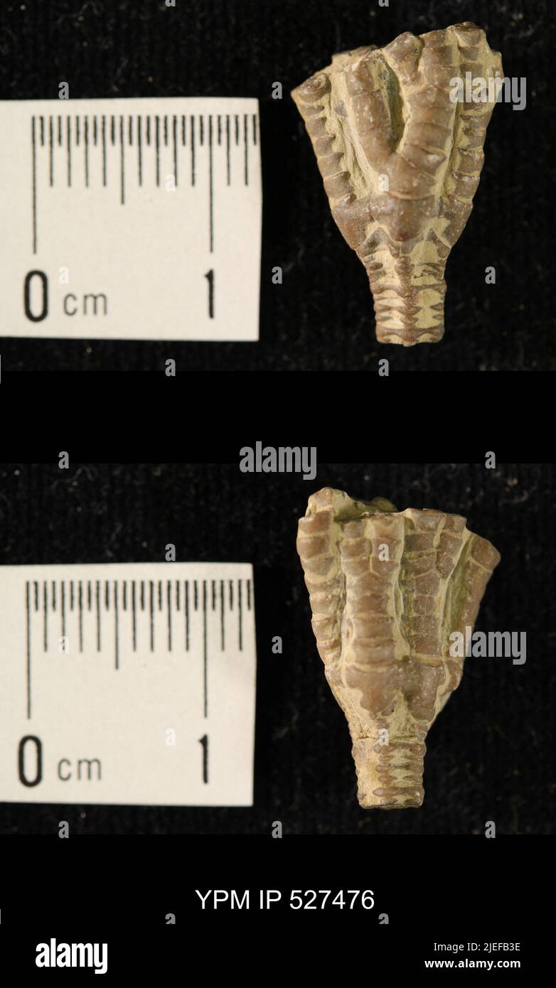 Iocrinus subcrassus (Meek & Worthen, 1865). Banque D'Images