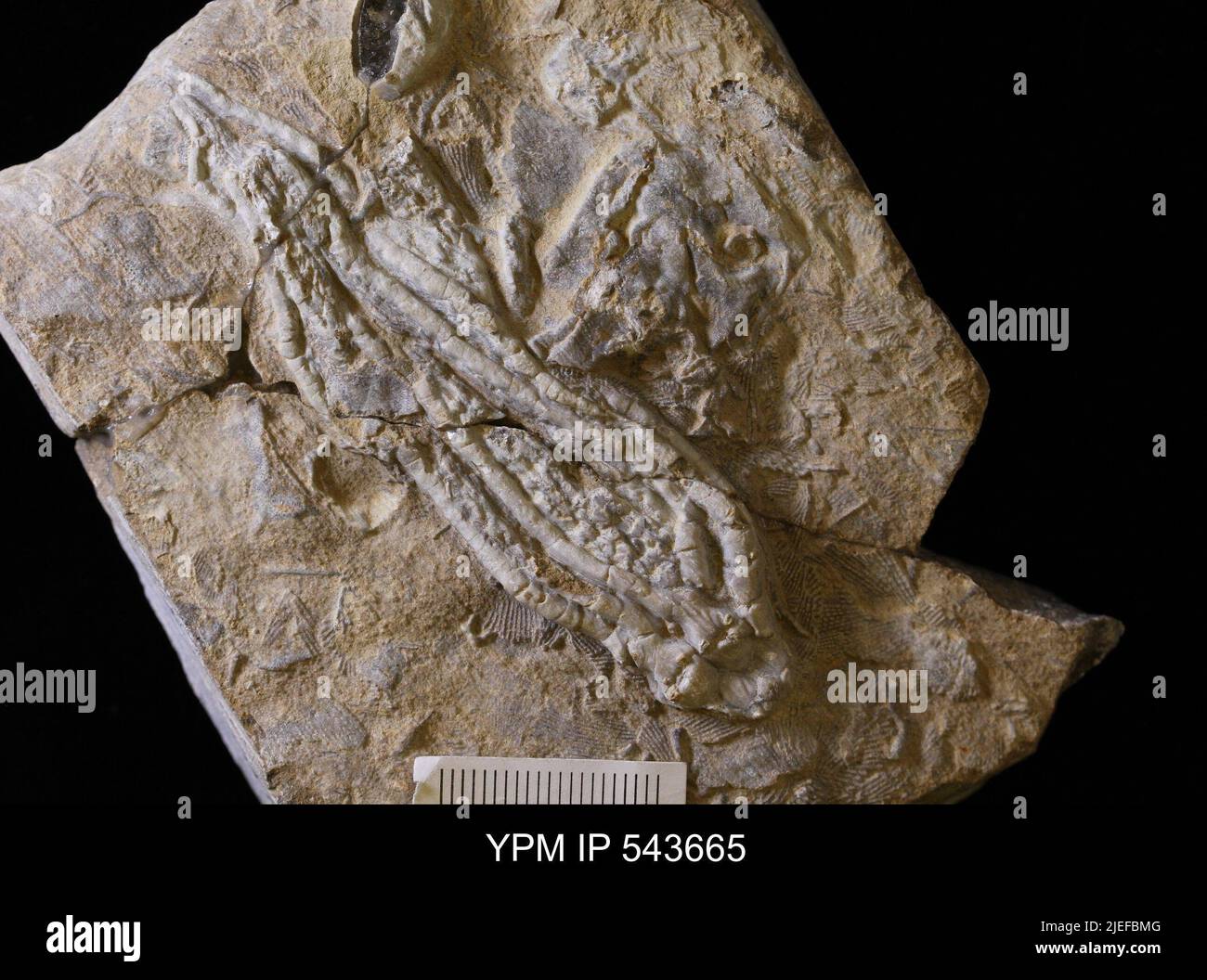 Phacelocrinus sp. Banque D'Images