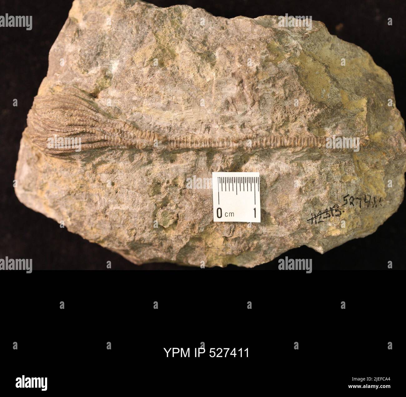 Iocrinus subcrassus (Meek & Worthen, 1865). Banque D'Images