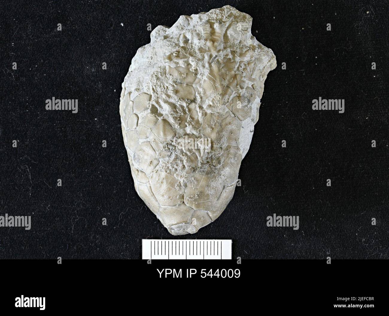 Periechocrinus tennesseensis (Hall, 1875). Banque D'Images