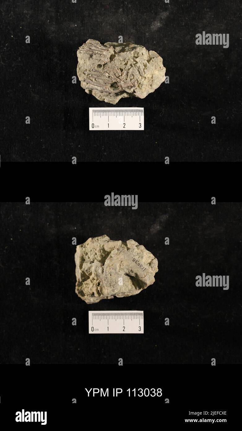 Glyptocrinus sp. Banque D'Images